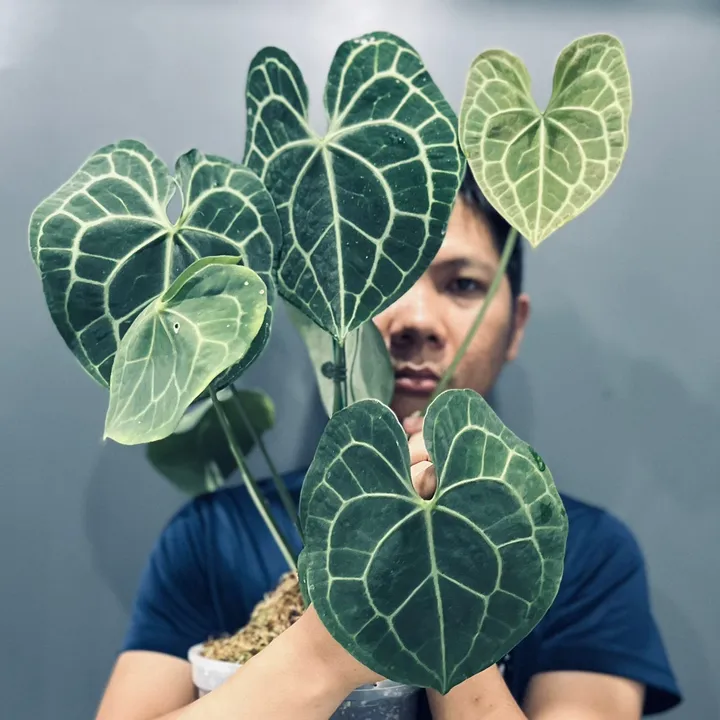 huy_with_plants