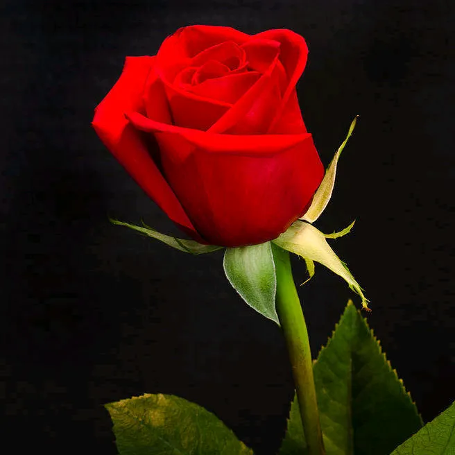 only_flowers