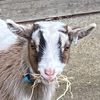 giddyaboutgoats