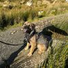 terrierkramer