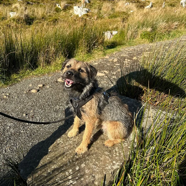 terrierkramer