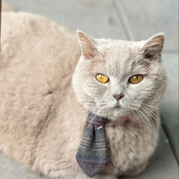 mrbrutusbrutus