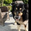 g_m_k_l2026hunde