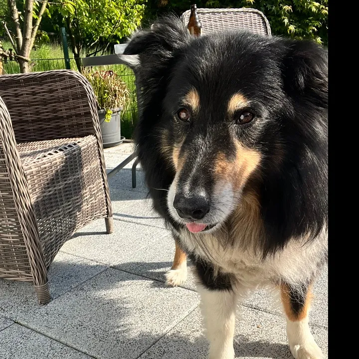 @g_m_k_l2026hunde