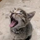@lello.the.cat