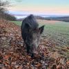 __wildboar_