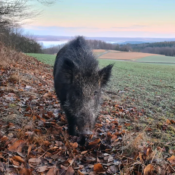 __wildboar_