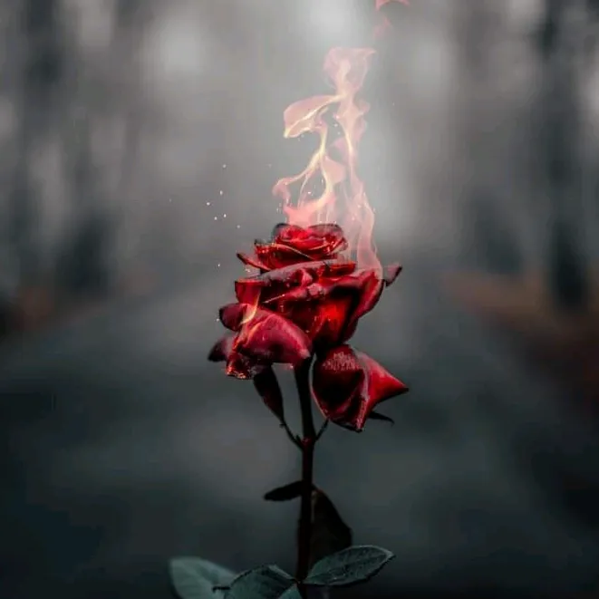 @mohammad_soltani_