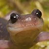 durstigersalamander