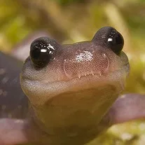 durstigersalamander