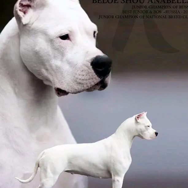 dogoargentino..38