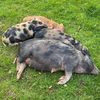 ahimsaanimalsanctuaryuk