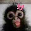 rockymonkey0