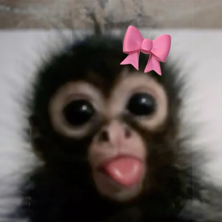 rockymonkey0