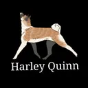 @harley.quinn.the.akita
