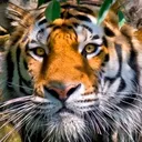 @awakeningtiger