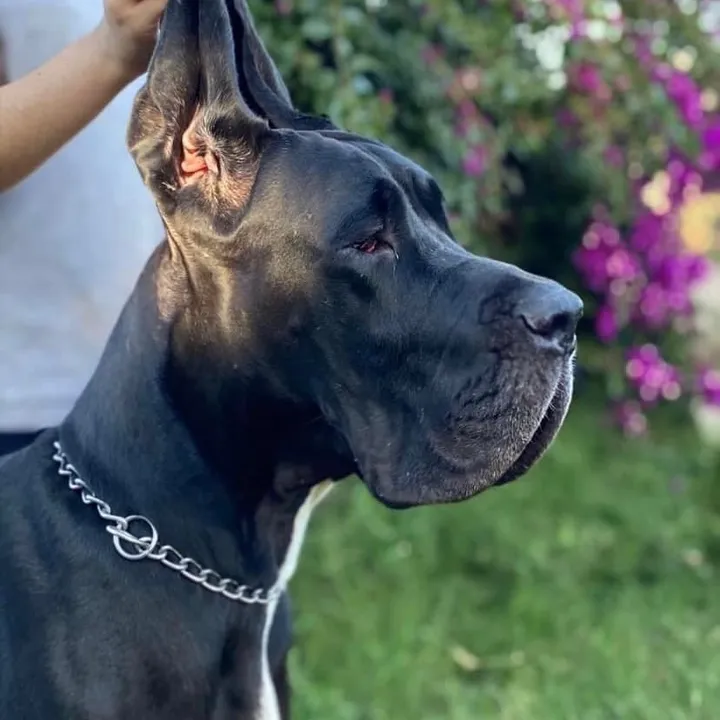 @dogosdelmadog