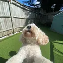 @murphyr3ps