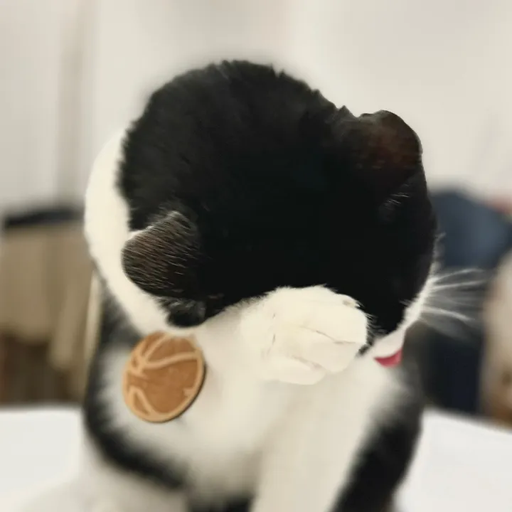 kobethekitty