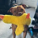 @looneylenny23
