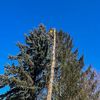 forest_caro