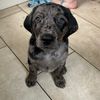 leotheleopardlab