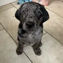 @leotheleopardlab