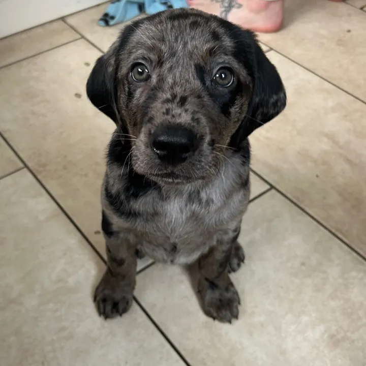leotheleopardlab