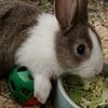 anubis_fuzzer