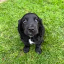 @maggie.moo.cocker