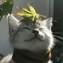 @sl4bz