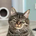 @joep_the_rescuecat