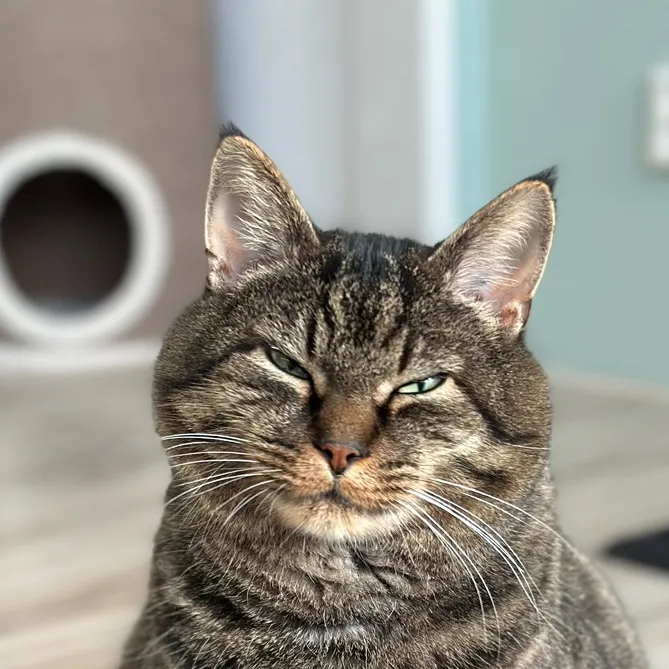 @joep_the_rescuecat