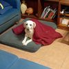perritos.sal