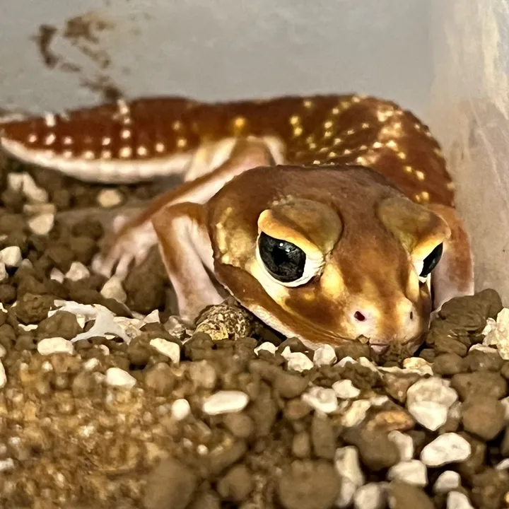 dobspets
