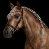 thegolden_horse