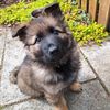 arniethegsd