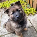@arniethegsd