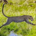 @2024leopard