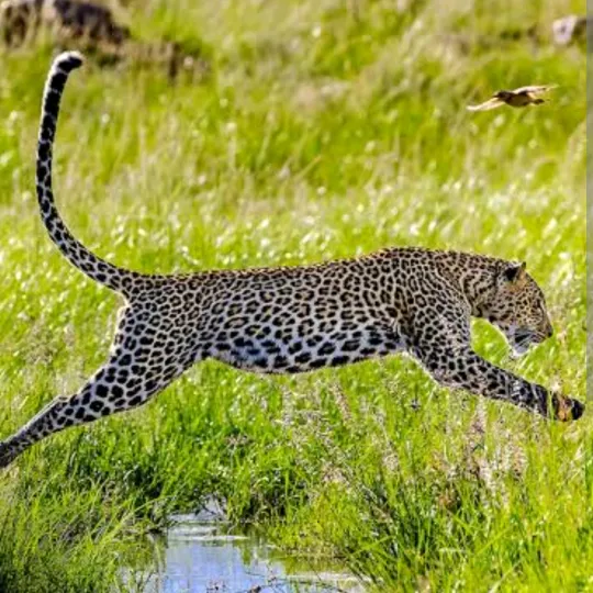 @2024leopard
