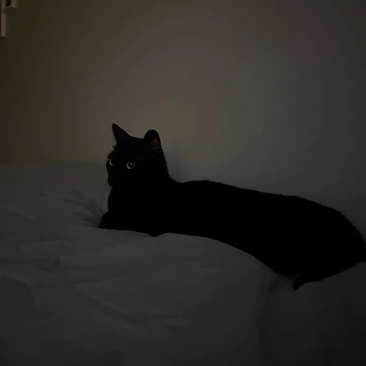 bobthewenni