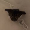 talin_bat8