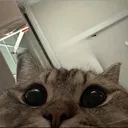 @spotdeeze