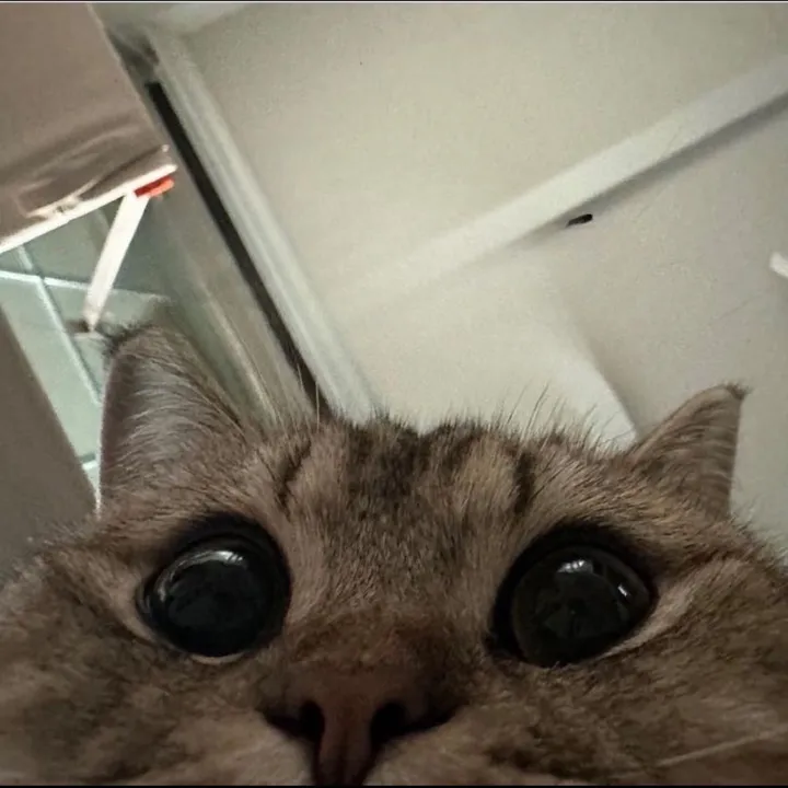 spotdeeze