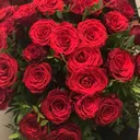 @jasmin.sir