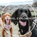 @spanielexplorers