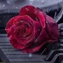 @bibione774