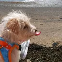 @pixiepup6