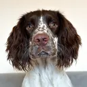 @springerspanielbarney