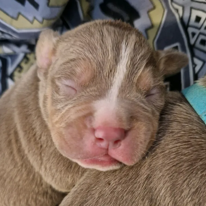 babysnala